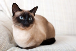 Understanding Pica in Cats: Causes, Risks & Care