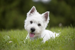 10 Key Facts About West Highland Terriers Before Buying