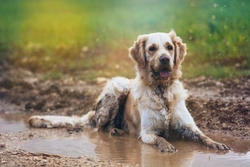 Why Do Wet Dogs Smell Worse Than Dry Dogs? Explained