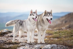 Is the Siberian Husky Falling in UK Popularity?