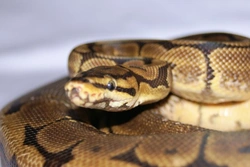 Caring for a Ball Python: Essential Care Guide