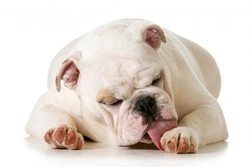 Why Is Your Dog Licking Their Paws Obsessively? 6 Causes