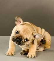 What flat-faced puppy owners need to know about puppy acne