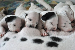 Assessing potential buyers of your pedigree puppies