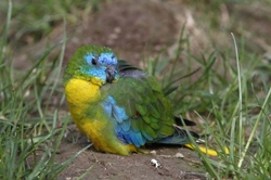 Complete Guide to Caring for Turquoise Parrots