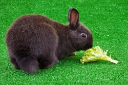 Diet Requirements and Feeding Guide for Rabbits