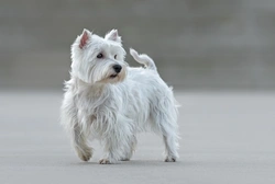 Top 5 Most Popular Terrier Breeds in the UK in 2025