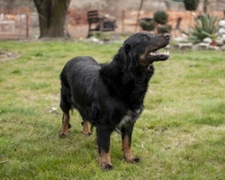 Associazioni animali: Eros e gli altri