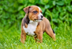 Probiotics and Prebiotics: Should You Supplement Your Dog's Diet?