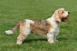 Basset Griffon Vendeen: Crufts 2019 Reserve Best in Show