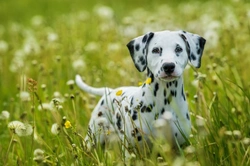 7 Steps to Responsibly Buy Dalmatian Puppies UK 2025