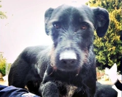 Adozioni cani: la storia di Smilzo, timido incrocio Schnauzer