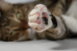 Cats and Claw Shedding: Why Cats Shed Claw Sheaths