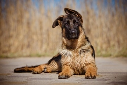 How to train a German Shepherd Puppy: Expert tips for raising a well-behaved dog