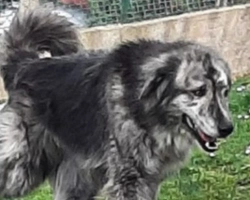 Adozioni cani: la storia di Balu, gigante buono