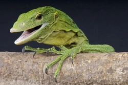 Complete Guide: Caring for Green Tree Monitors as Pets
