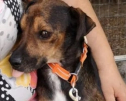 Adozioni cani: la storia di Nocino, cane buonissimo