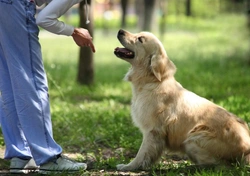 Positive and Negative Reinforcement Dog Training Guide