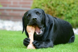 What It Means When Your Dog Offers You His Bone