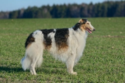 Complete Guide to the Borzoi Dog Breed: Care & Characteristics