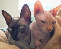 Gatti senza pelo: razze e costo