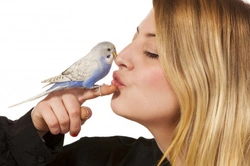 Complete Guide to Learning How to Look After Pet Birds