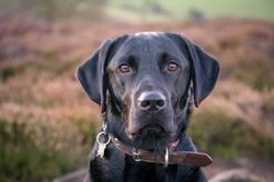 How Dangerous Are MRSA Infections to Dogs?