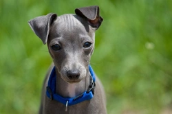 10 essential facts about Italian Greyhounds before buying