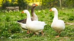 How and When to Pair Ganders and Geese: Best Practices