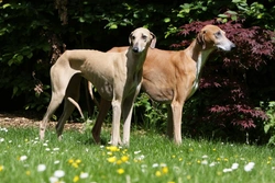 Azawakh Rare Breed Health Issues Explained