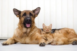 8 Essential Tips for Managing Renal Dysfunction Nutrition in Pets
