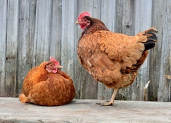 How to Recognise a Hen Might Be Egg Bound: Signs & Care