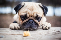 3 Best Alternative Dog Breeds to the French Bulldog