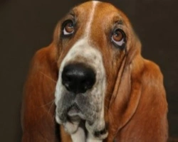 Leggende metropolitane sui cani