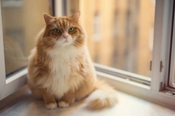 Forgotten Health Problems Caused by Obesity in Cats & Dogs