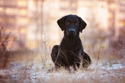 Curly Coated Retriever Health, Longevity & Genetic Diversity