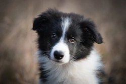 Why Non-Pedigree Border Collies Outnumber Pedigrees in UK