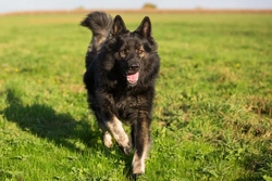 Ehrlichiosis in Dogs: Symptoms, Diagnosis & Prevention