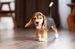 5 Hidden Hazards to Watch for After Puppy-Proofing