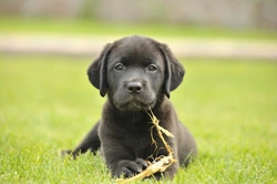 10 Essential Labrador Retriever Facts Before Buying