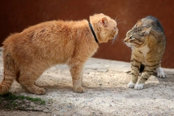 Qué hacer si tu gato pelea con otros gatos