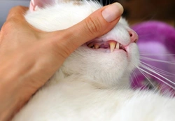 Comprehensive Guide to Dental Problems in Cats