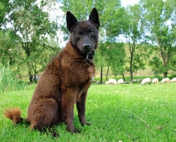 Enfermedad de Chagas en perros: ¿un problema en España?