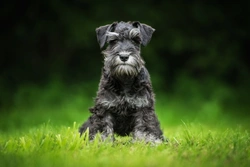 Myotonia congenita DNA testing for Miniature Schnauzer