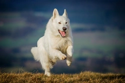 White German Shepherd: Guide to History, Temperament & Health