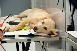 Anaesthesia & Dogs Explained: How It Works and Safety Tips