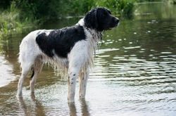 Black Hair Follicular Dysplasia in Large Munsterlander Dogs