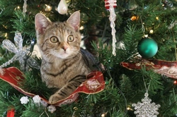 10 consejos esenciales para proteger tu árbol de Navidad de los gatos
