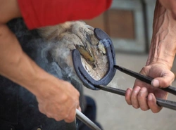 The Role of the Farrier in Hoof Care Explained