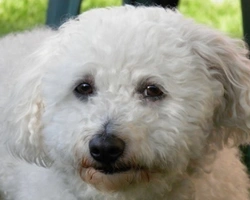 Il cane Bolognese. Info sulla razza, carattere e prezzo